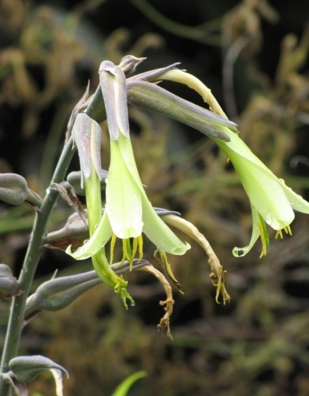 Puya mirabilis - Különleges évelők az Egzotikus Növények Stúdiója kínálatából